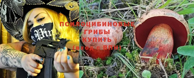 где продают   Лермонтов  Псилоцибиновые грибы Magic Shrooms 